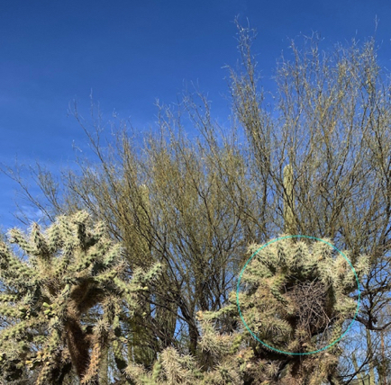 Mar 7 - In this gnarly "chain fruit cholla" (aka "jumping cholla") is the nest of a Curved Bill Thrasher.
She must feel very safe! Mar 7 - In this gnarly "chain fruit cholla" (aka "jumping cholla") is the nest of a Curved Bill Thrasher.
She must feel very safe!